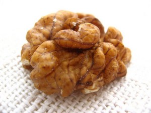 "Valnöt—Neocortex", de aselundblad